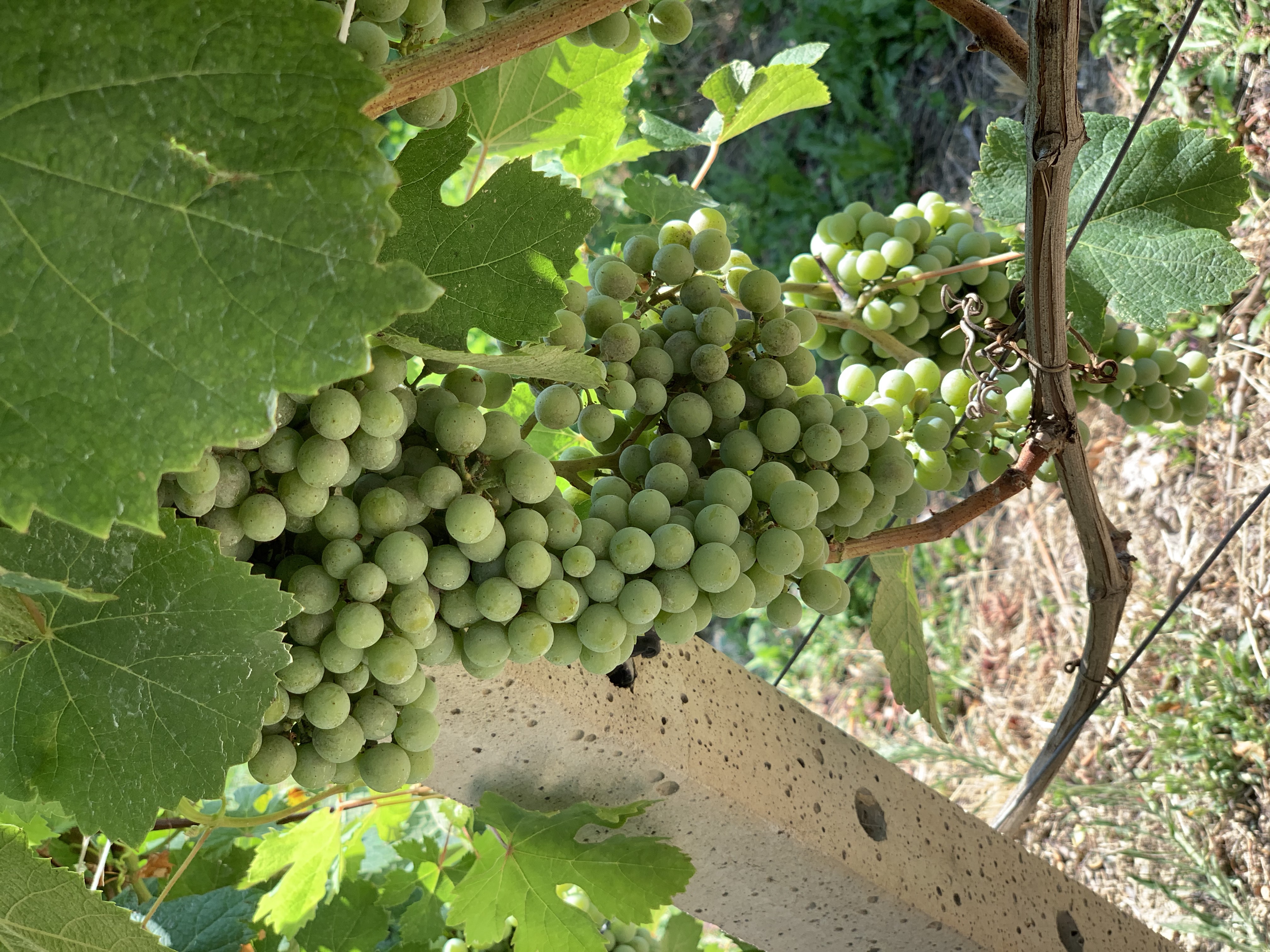 Barolo